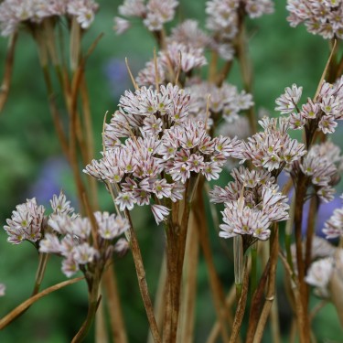 Allium callimischon subsp. callimischon