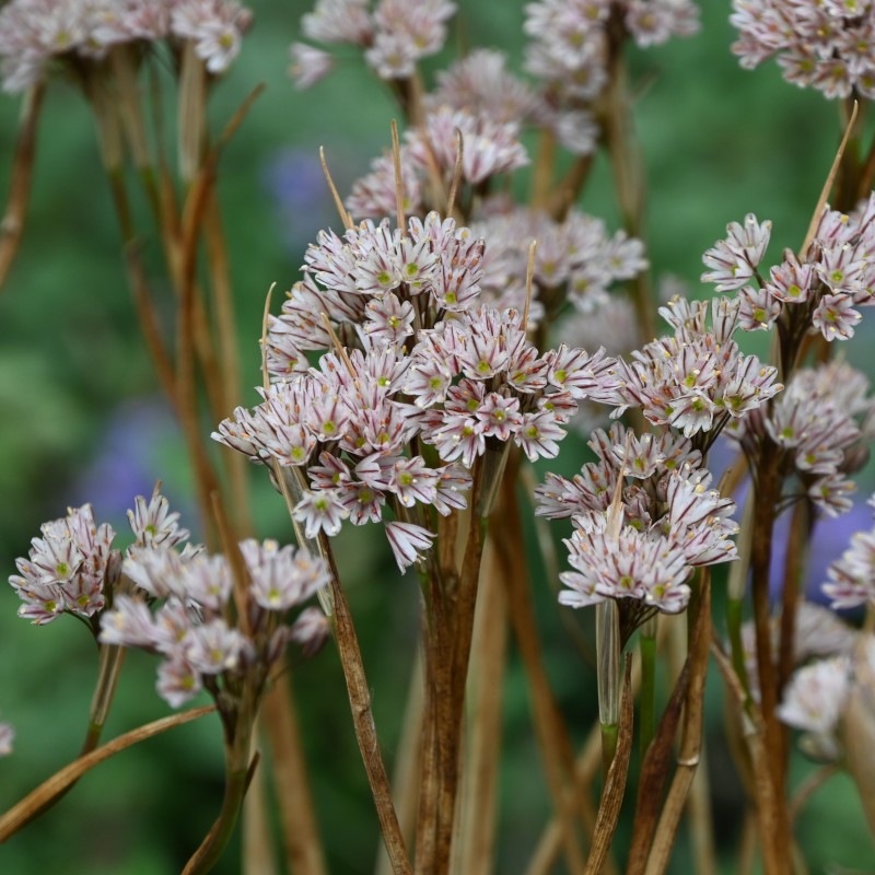 Allium callimischon subsp. callimischon