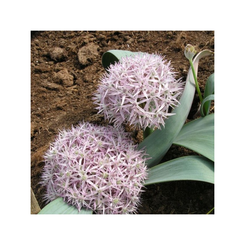 Allium akaka
