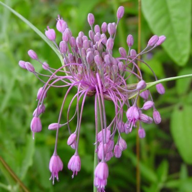 Allium carinatum subsp. pulchellum