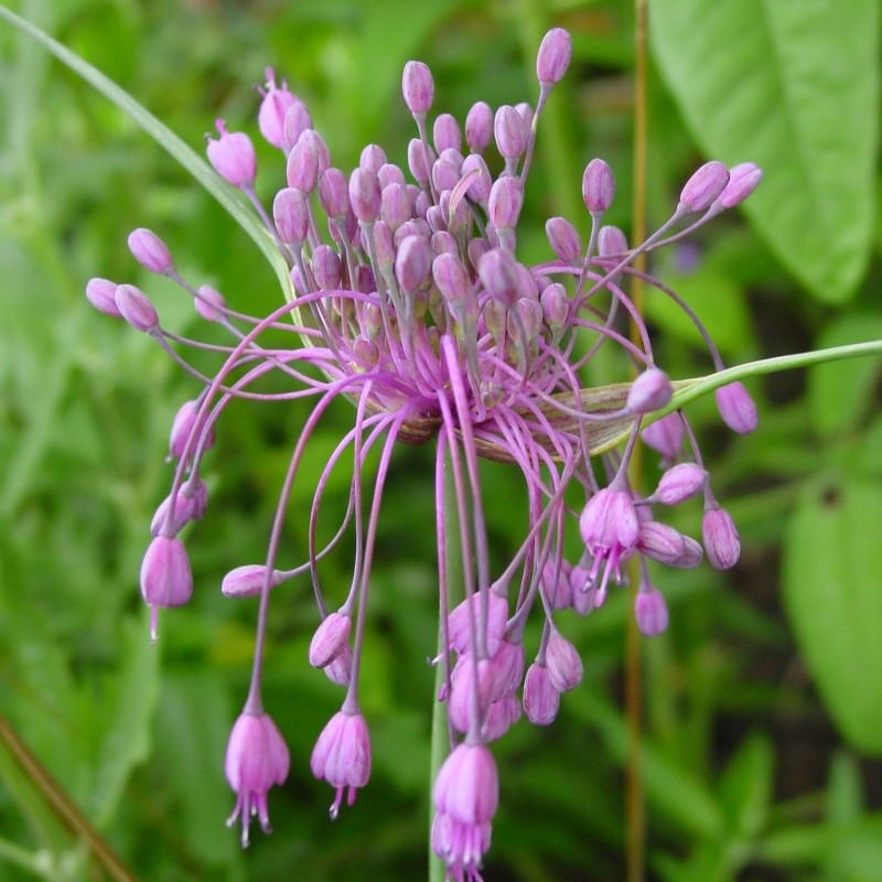 Allium carinatum subsp. pulchellum