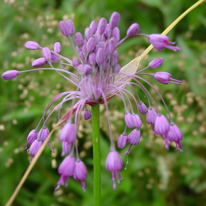 Allium carinatum subsp. pulchellum