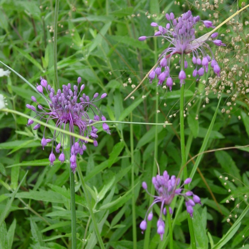 Allium carinatum subsp. pulchellum