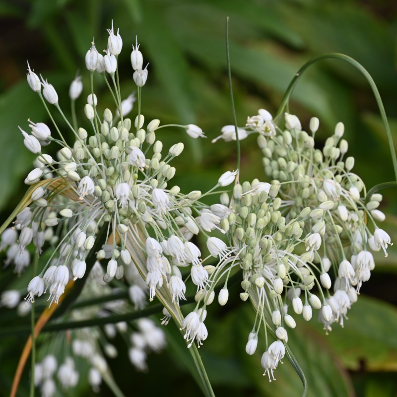Allium carinatum subsp. pulchellum 'Album'