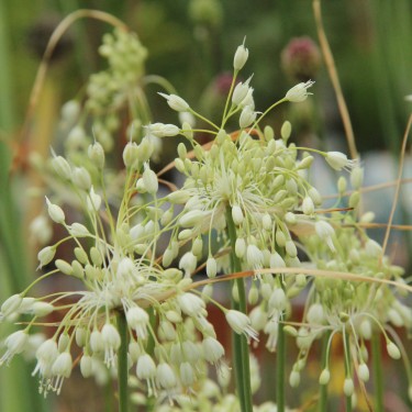 Allium carinatum subsp. pulchellum 'Album'