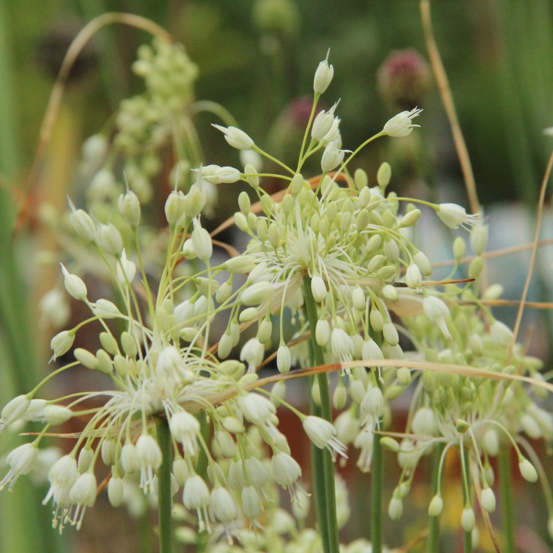 Allium carinatum subsp. pulchellum 'Album'