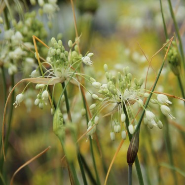 Allium carinatum subsp. pulchellum 'Album'