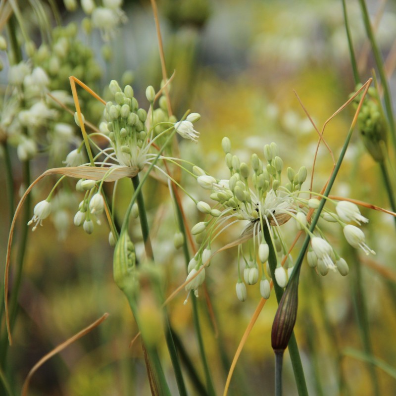 Allium carinatum subsp. pulchellum 'Album'