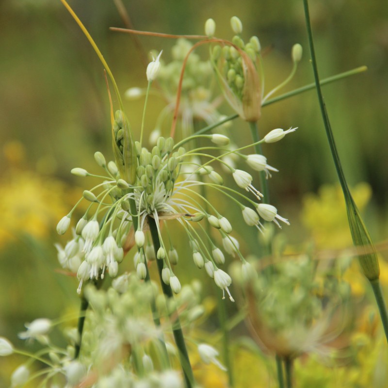 Allium carinatum subsp. pulchellum 'Album'