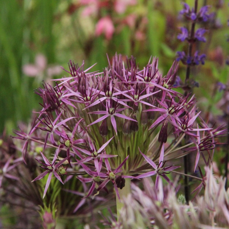 Allium christophii