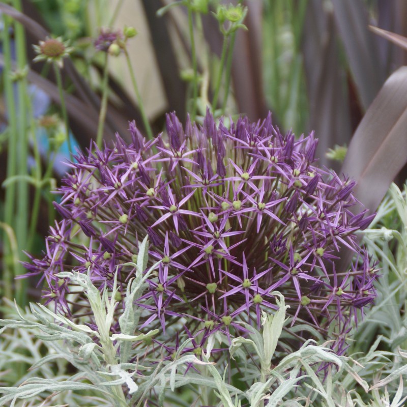 Allium christophii