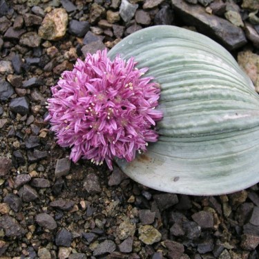 Allium akaka