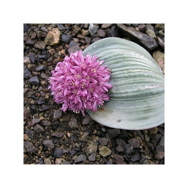 Allium akaka