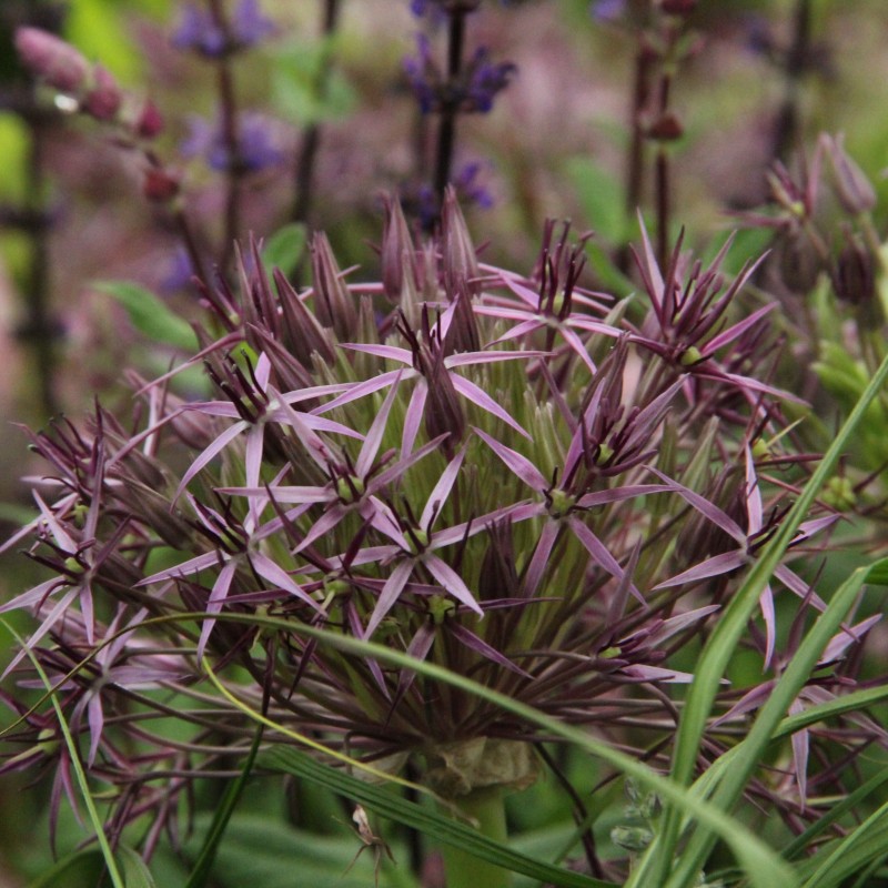 Allium christophii