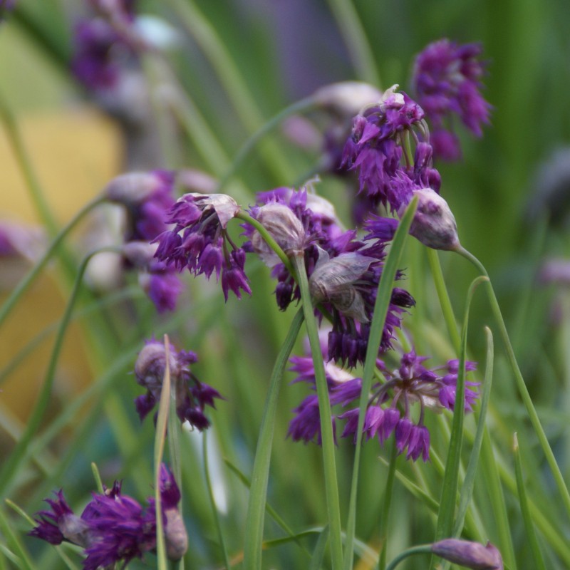 Allium cyathophorum var. farreri