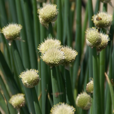 Allium fistulosum