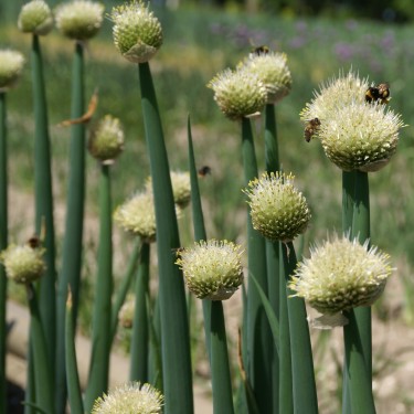Allium fistulosum