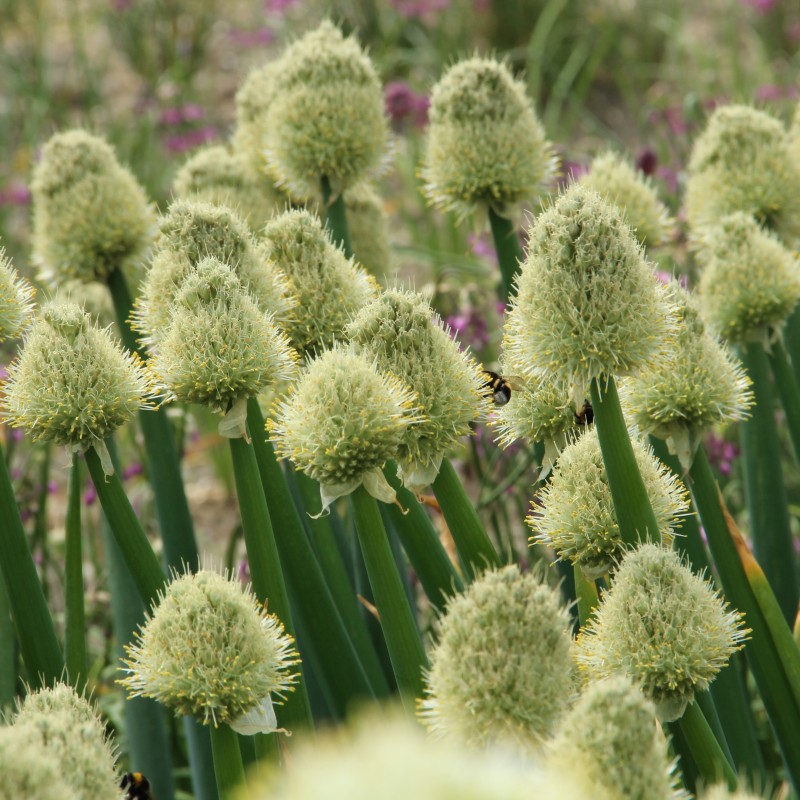 Allium fistulosum