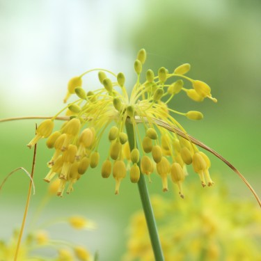 Allium flavum