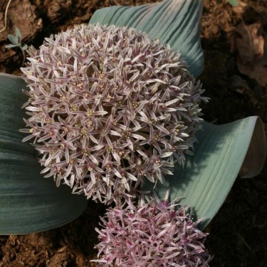 Allium akaka