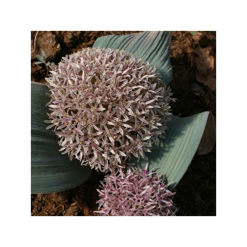 Allium akaka