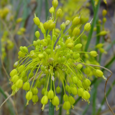 Allium flavum