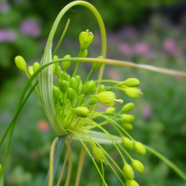 Allium flavum