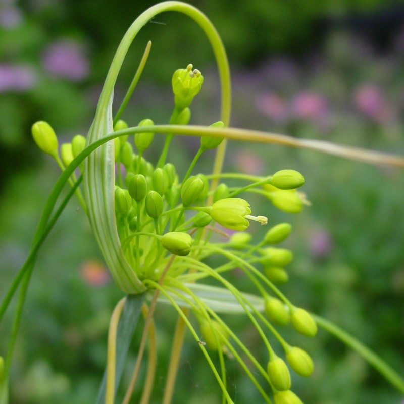 Allium flavum