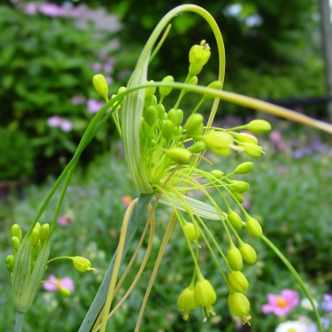 Allium flavum