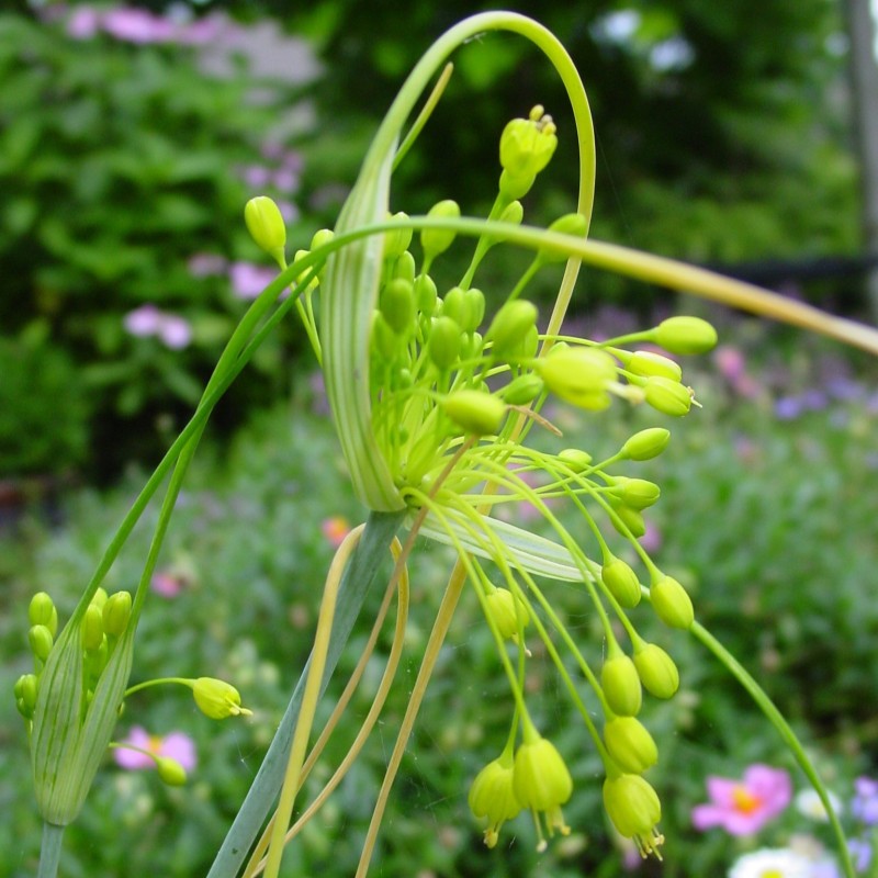 Allium flavum