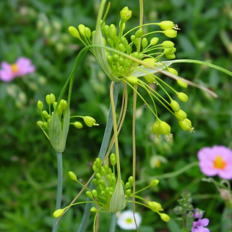 Allium flavum