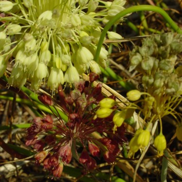 Allium flavum subsp. tauricum