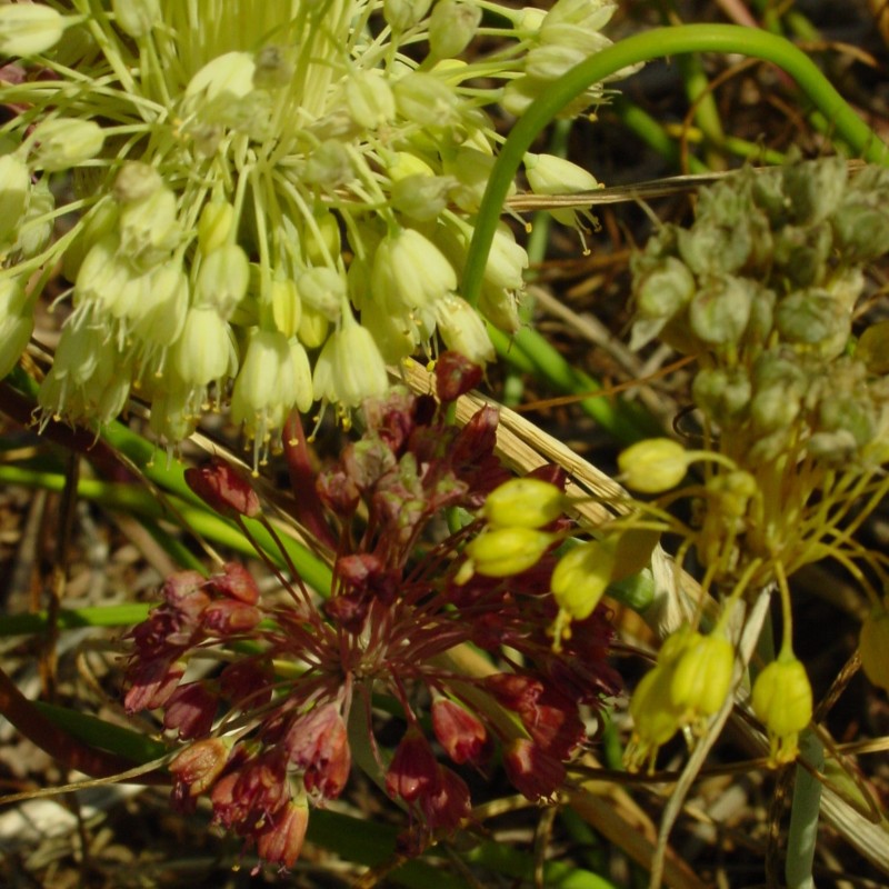 Allium flavum subsp. tauricum