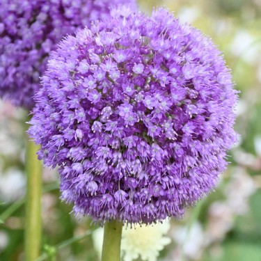 Allium giganteum