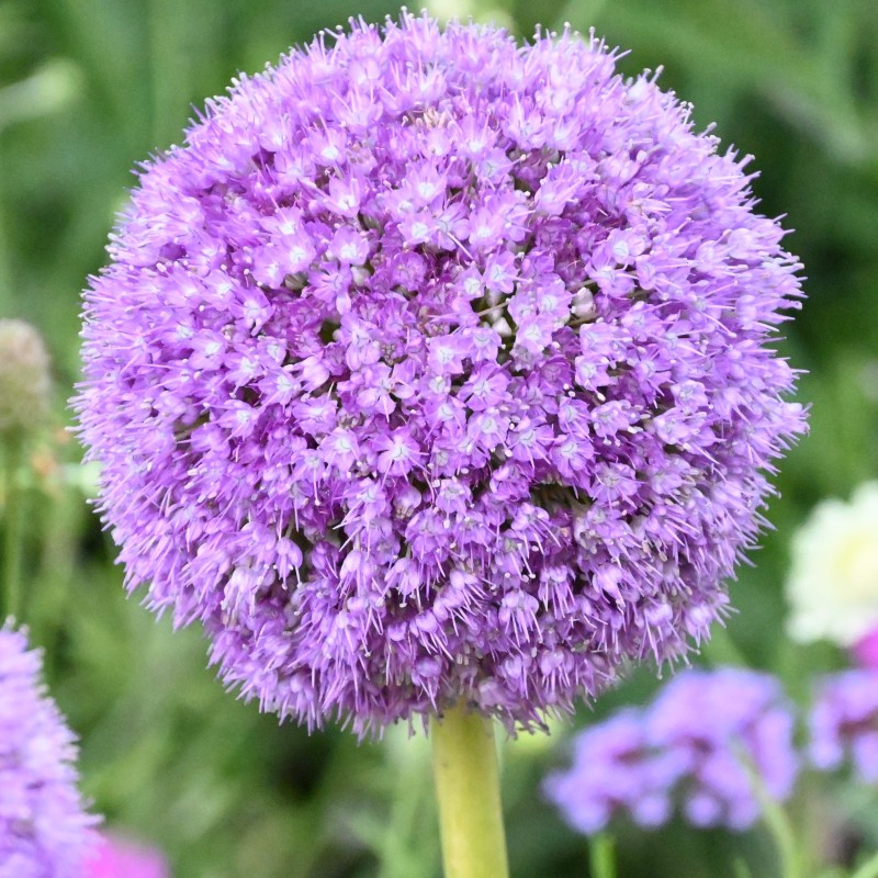 Allium giganteum