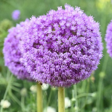 Allium giganteum