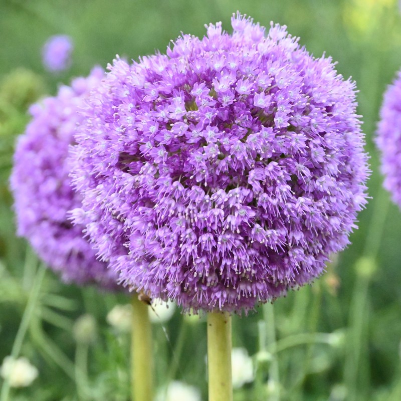Allium giganteum