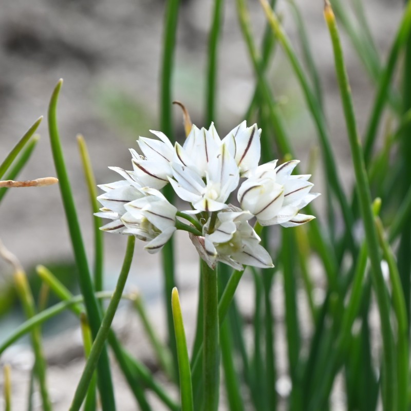 Allium haematochiton Allium haematochiton