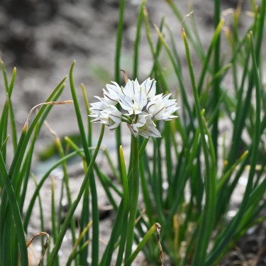 Allium haematochiton Allium haematochiton