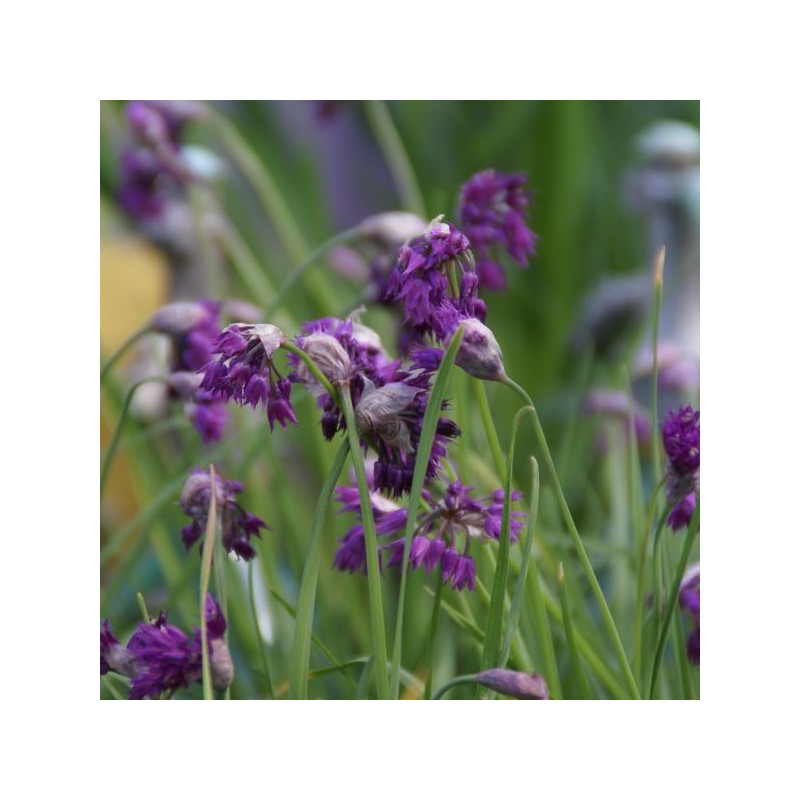 Allium cyathophorum var. farreri