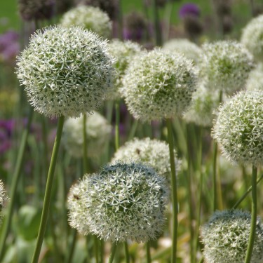 Allium altissimum 'Album'