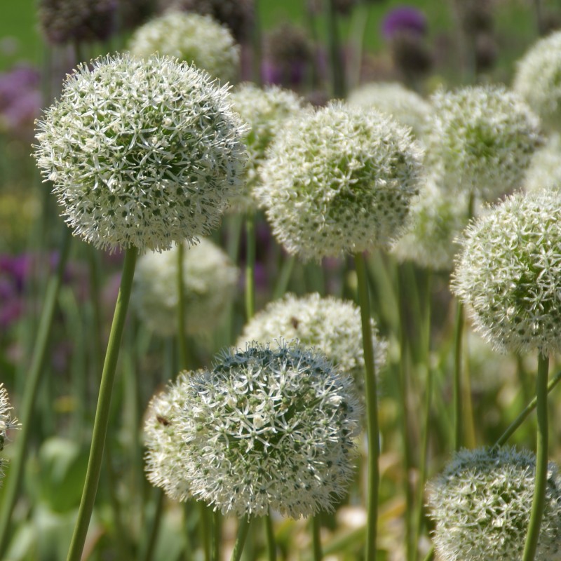 Allium altissimum 'Album'
