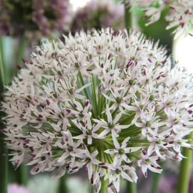 Allium hollandicum 'Album' Allium hollandicum 'Album'