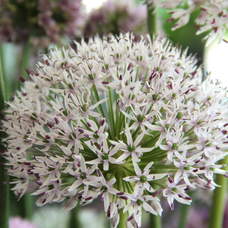 Allium hollandicum 'Album' Allium hollandicum 'Album'