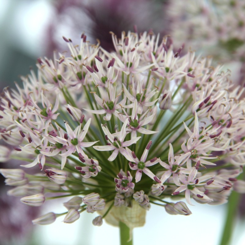 Allium hollandicum 'Album' Allium hollandicum 'Album'
