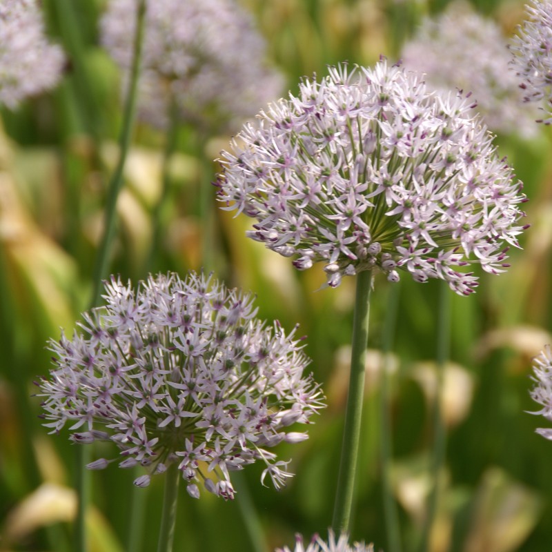 Allium hollandicum 'Album' Allium hollandicum 'Album'
