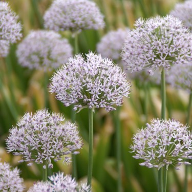 Allium hollandicum 'Album' Allium hollandicum 'Album'