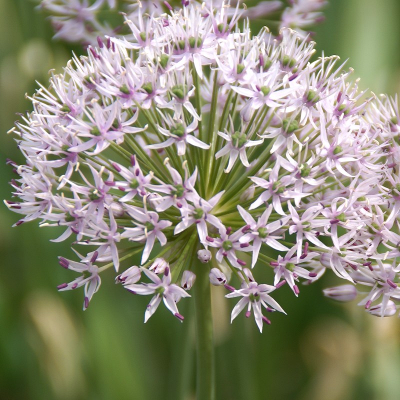 Allium hollandicum 'Album' Allium hollandicum 'Album'