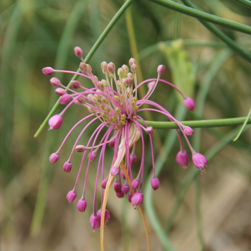 Allium huber-morathii