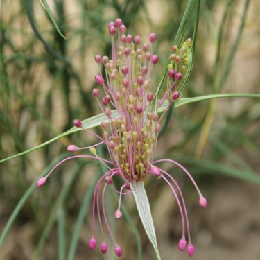 Allium huber-morathii